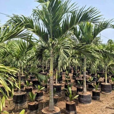 Jual Pohon Palem Putri