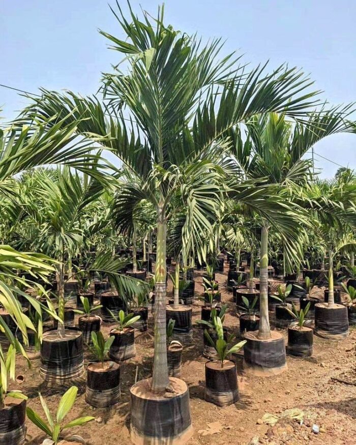Jual Pohon Palem Putri