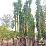 Jual Pohon Pinang Harga Murah Terbaru
