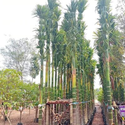 Jual Pohon Pinang