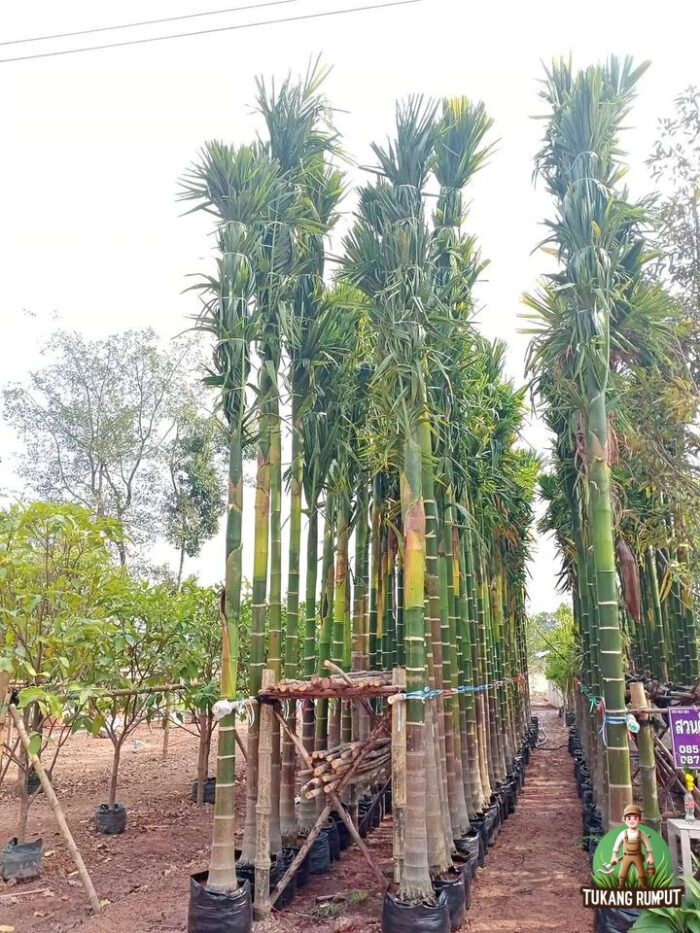 Jual Pohon Pinang
