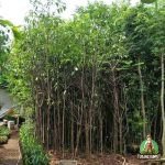 Jual Pohon Tanjung Besar Harga Murah