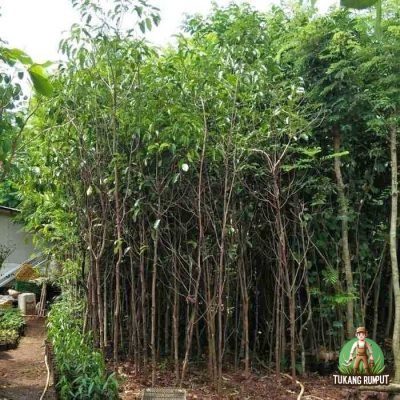 Jual Pohon Tanjung