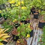 Jual Pohon Tekomaria Harga Termurah Tanaman Bunga Tekomaria