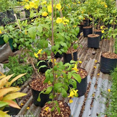 Jual Pohon Tekomaria