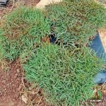 Jual Rumput Peking