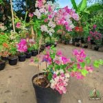 Jual Tanaman Bougenville Harga Terbaru Siap Kirim