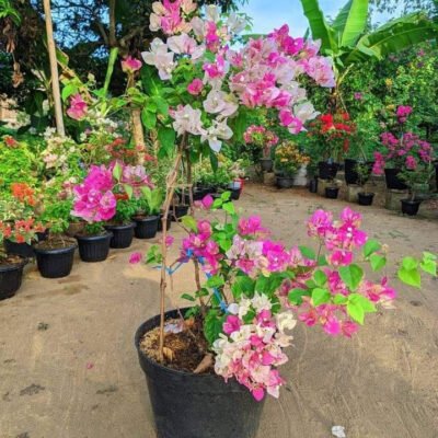 Jual Tanaman Bougenville