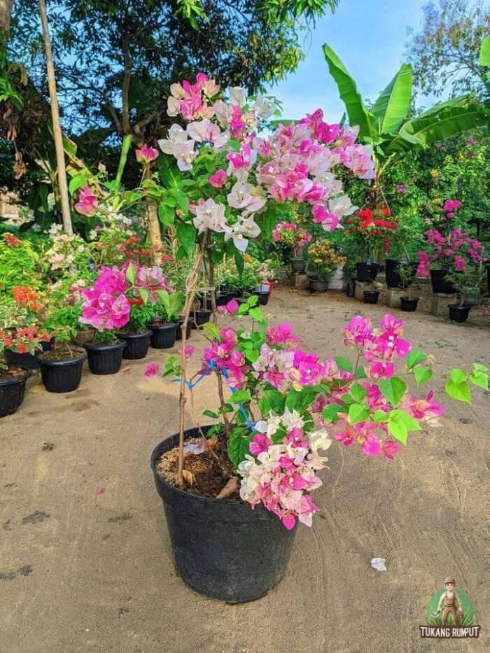 Jual Tanaman Bougenville