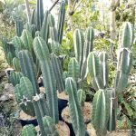 Jual Kaktus Koboi Harga Terbaru Siap Kirim Ke Seluruh Indonesia