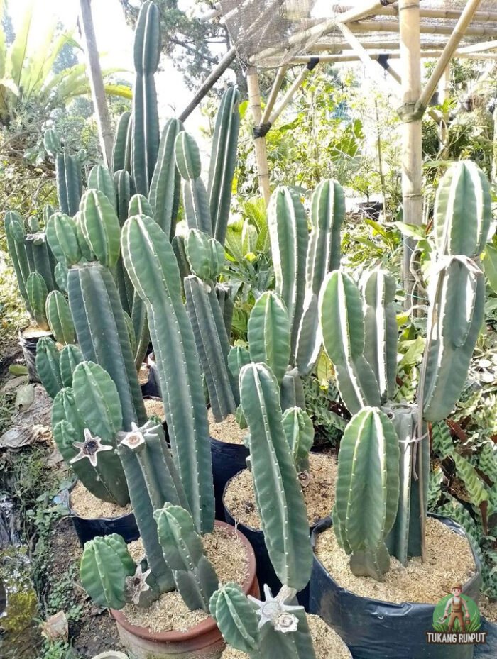 Kaktus Koboi