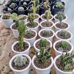 Jual Kaktus Mini Sukulen Harga Murah Siap Kirim Keseluruh indonesia