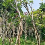 Jual Pohon Kamboja Bali Bunga Merah ,Kuning, Putih Harga Murah