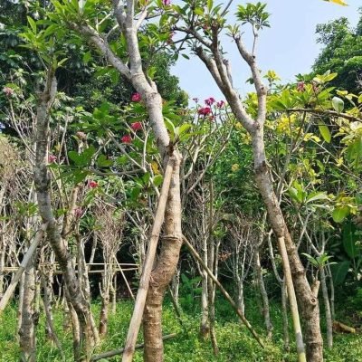 Kamboja Bali Batang Besar
