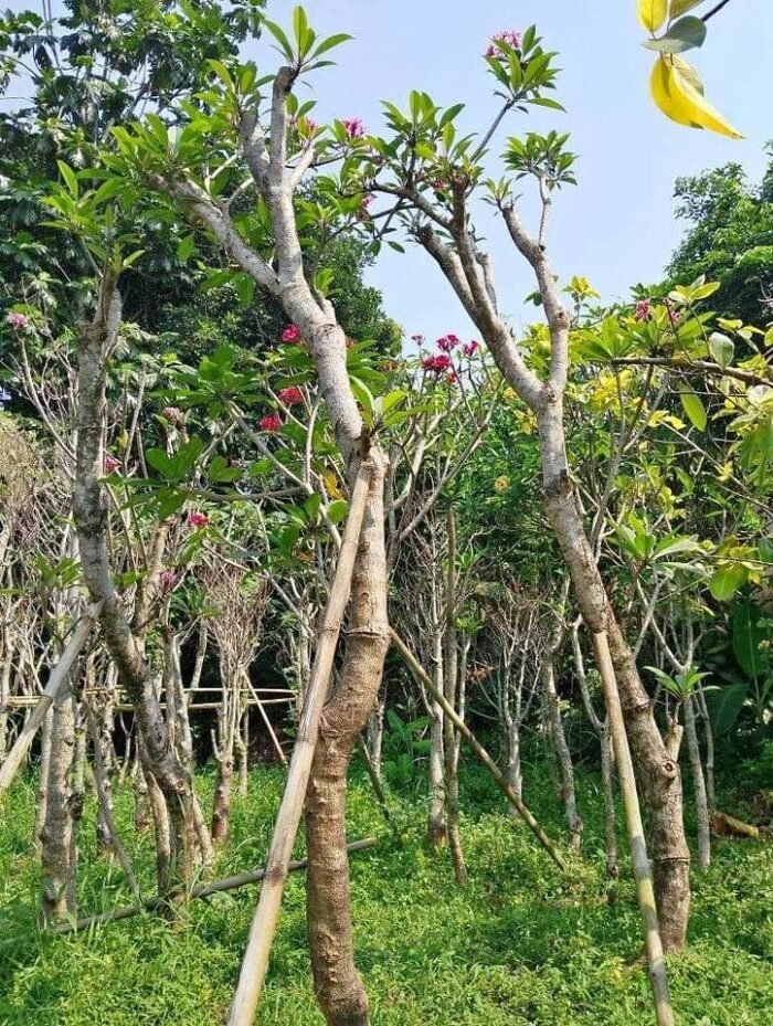 Kamboja Bali Batang Besar