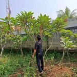 Kamboja Bali Merah