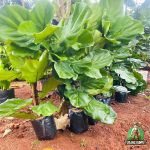 Jual Pohon Ketapang Biola Cantik Tersedia Bibit dan Ukuran Besar