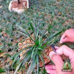 Jual Kucai Mini Tanaman Rumput Kucai Mini