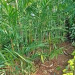 Jual Palem Bambu Harga Terbaru Murah Siap Kirim
