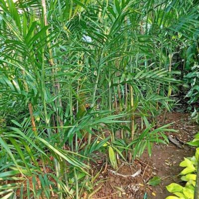 Palem Bambu