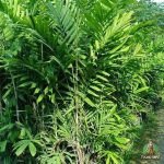 Jual Palem Jepang Harga Terbaru Siap Kirim ke Seluruh Indonesia