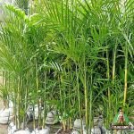 Palem Komodoria
