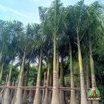 Jual Pohon Palem Raja Harga Murah Besar Siap Kirim