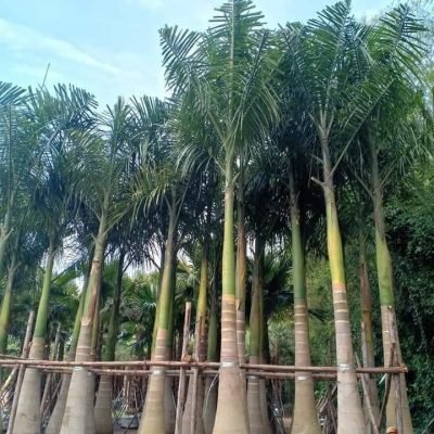 Palem Raja