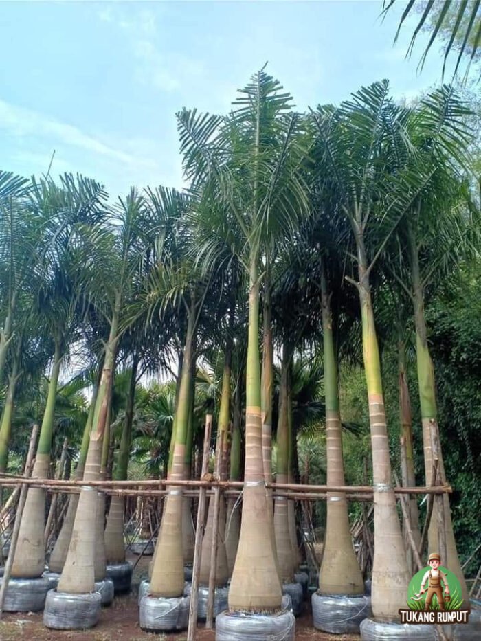Palem Raja