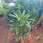 Jual Palem Waregu Harga Murah Tanaman Pohon Palem Jari