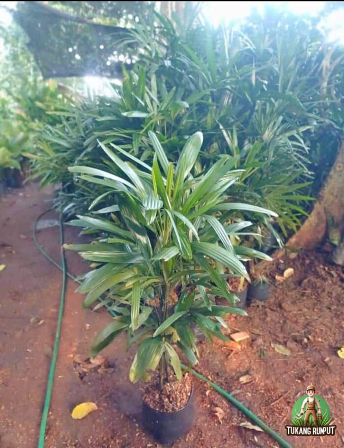 Palem Waregu