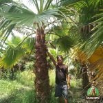 Palem Washington