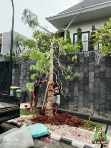 Penanaman Pohon Kelor Afrika di Rumah Dprd