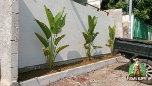 Penanaman Pohon Pisang Kipas di Bekasi