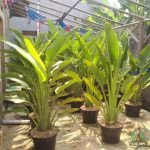 Jual Pohon Pisang Kipas Harga Murah Siap Kirim