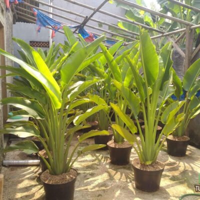 Pisang Kipas