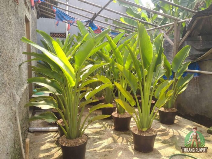 Pisang Kipas