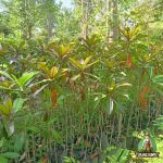 Jual Pohon Bintaro Merah dan Hijau Harga Murah