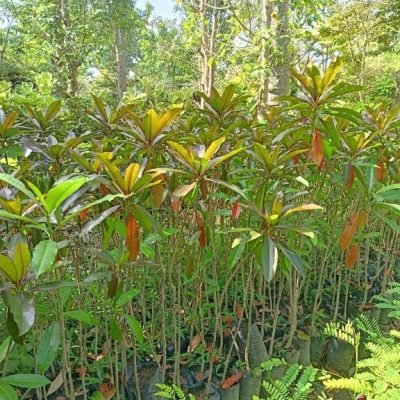 Pohon Bintaro Merah