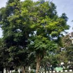 Pohon Jakaranda Berbunga