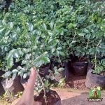 Jual Pohon Kemuning Harga Tanaman Bunga Kemuning Mikro