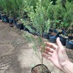 Jual Pohon Minyak Kayu Putih