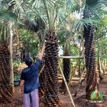 Jual Pohon Palem Bajul Harga Murah Siap Kirim dan Tanam