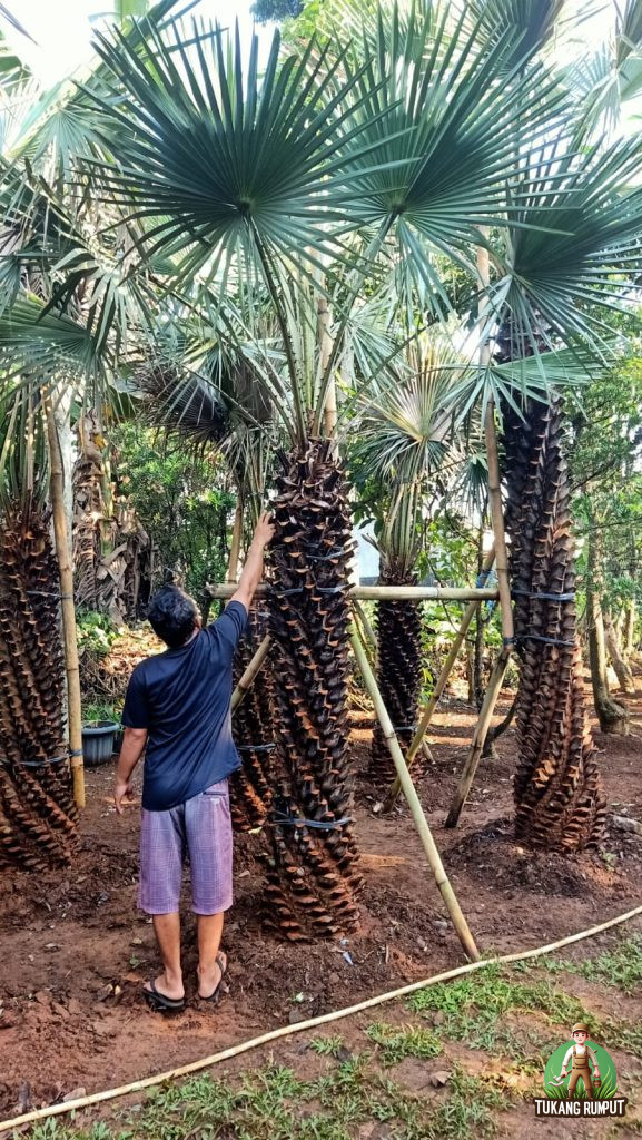 Pohon Palem Bajul untuk taman