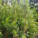 Jual Pohon Cemara Pinus Siap Tanam | Harga Mulai Rp350.000