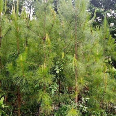 Pohon Pinus