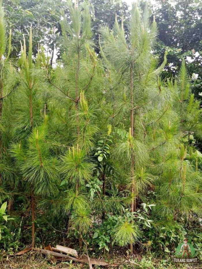 Pohon Pinus