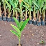 Jual Pohon Pisang Heliconia (pisang pisangan) Harga Grosir Langsung Petani