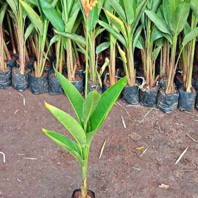 Pohon Pisang Hias