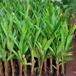 Jual Pohon Pisang Heliconia (pisang pisangan) Harga Grosir Langsung Petani
